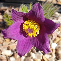 Pulsatilla vulgaris 'Violet Shades'